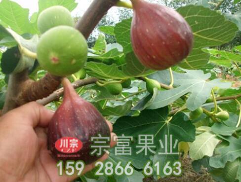 无花果叶片干黄是什么导致的