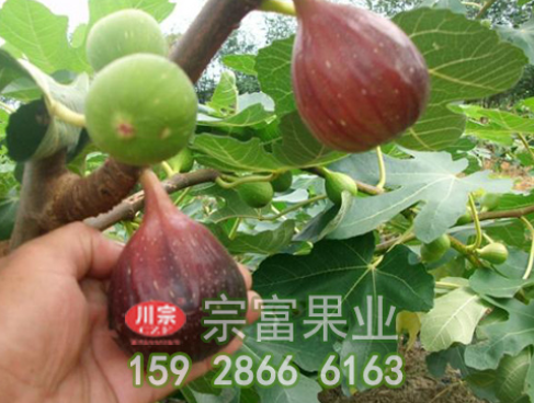 无花果苗什么时间施肥效果好？