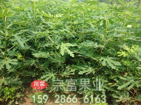 无花果苗的栽培技术
