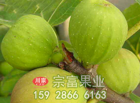 无花果苗怎么刮皮