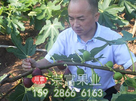 无花果苗防止蚂蚁小建议