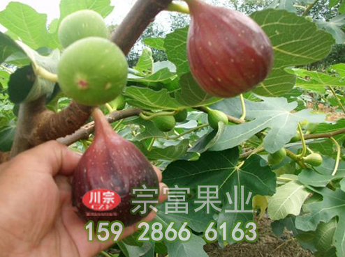 盆栽无花果种植修剪方法详细介绍