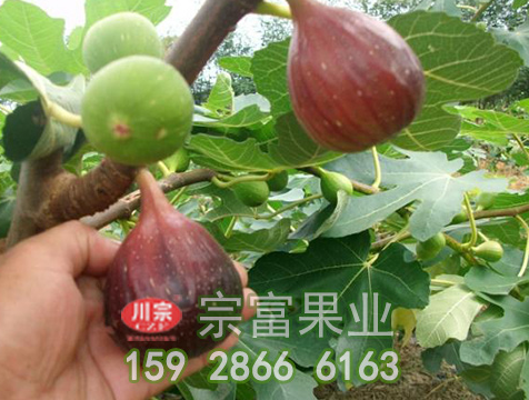 种植无花果的扦插管理技巧