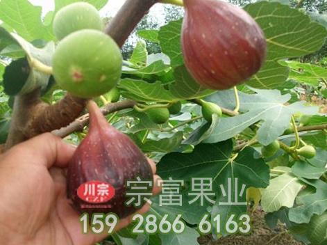 无花果苗的高产栽培技术