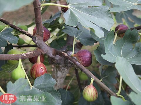 无花果苗如何挑选？怎么种植？