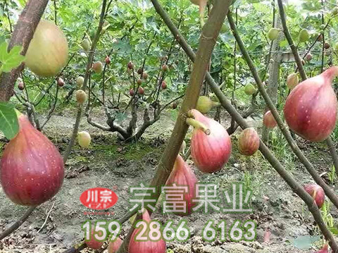 无花果苗果干的制作方法