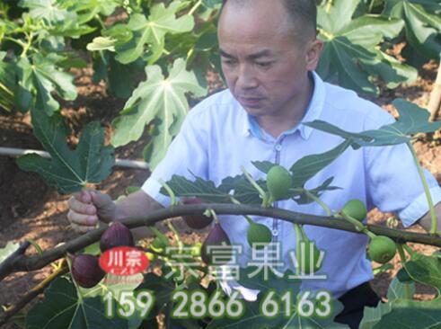无花果苗施肥要领