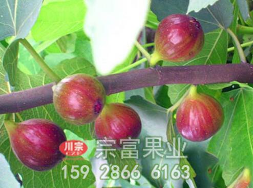 无花果根可以治疗痔疮吗?