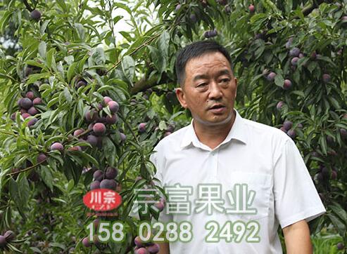 无花果苗套袋时一定要正确套袋