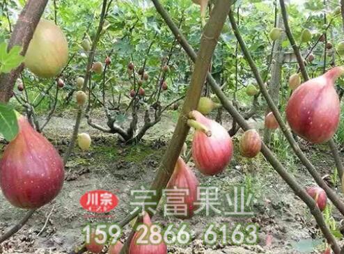 种植无花果落果的原因及解决方法有哪些