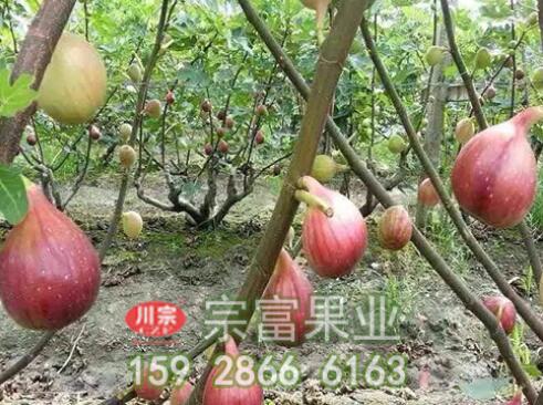 无花果苗土壤的选择非常重要