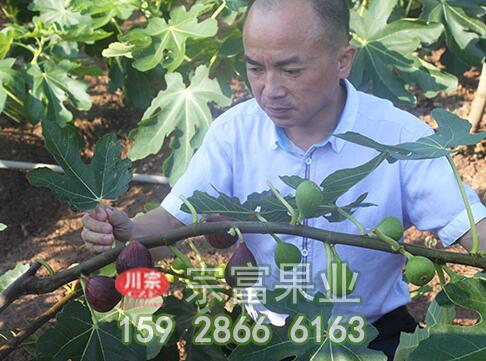 无花果苗需要授粉结果吗？