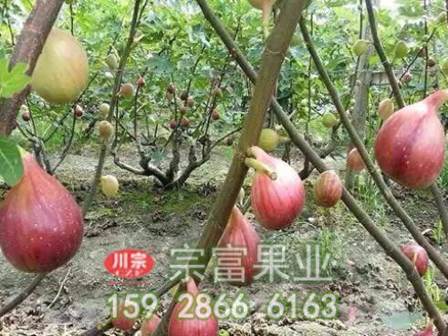 无花果苗栽后管理技术