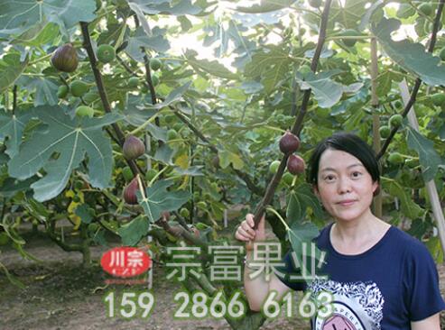 宗富无花果苗浅谈：施用化学肥料6大注意事项