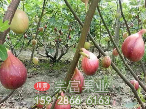 无花果苗土壤的选择非常重要