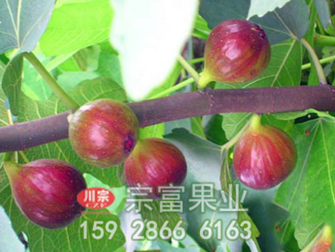 讲解无花果苗的田间管理