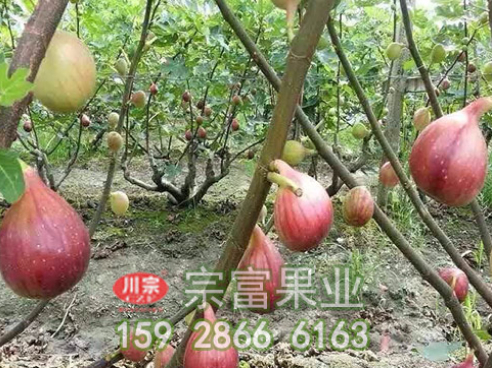无花果苗栽后管理技术