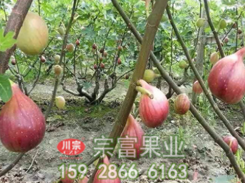 无花果苗栽种时有哪些注意事项呢