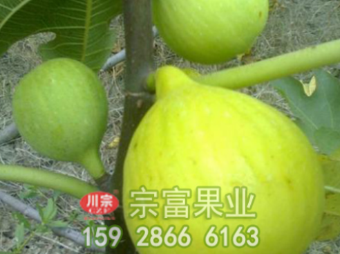 种植无花果的扦插管理技巧