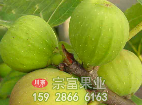 无花果苗能治白癜风？是真的吗？