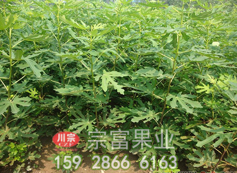 无花果苗栽培技术及介绍