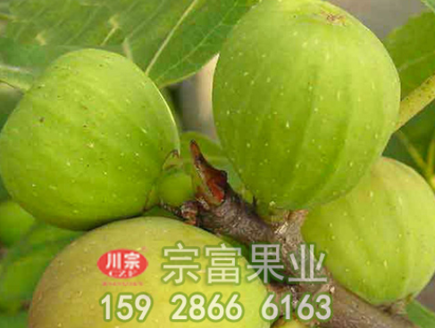 无花果种苗的栽培要点