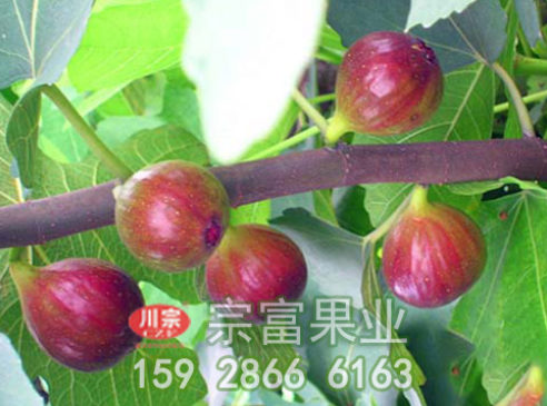 http://www.wuhuaguomiao.cn/