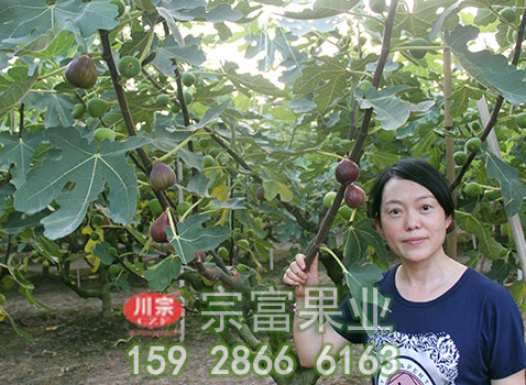 无花果苗优良品种简介