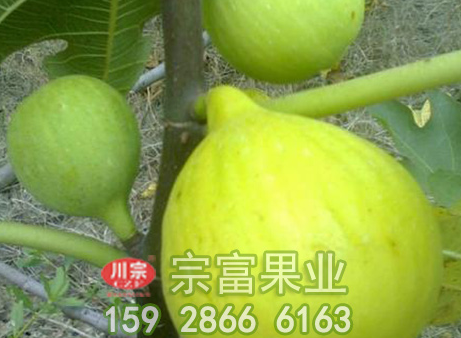 春季管理无花果苗的要诀