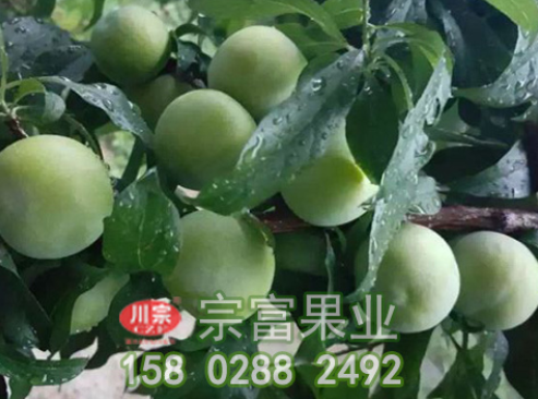 无花果苗黑绒金龟的危害及防治