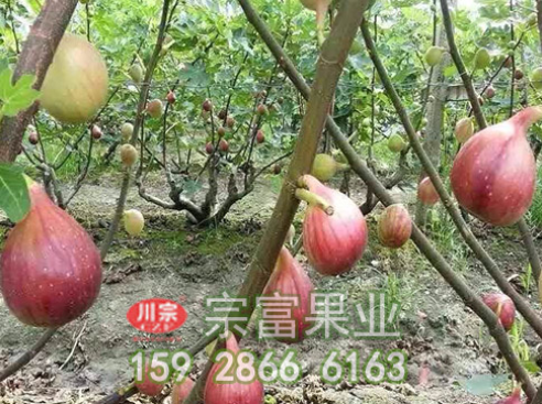 无花果苗引种繁育方法有几种