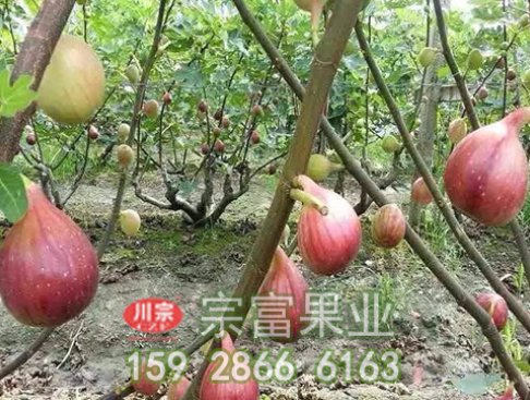 介绍无花果苗如何防止病虫害