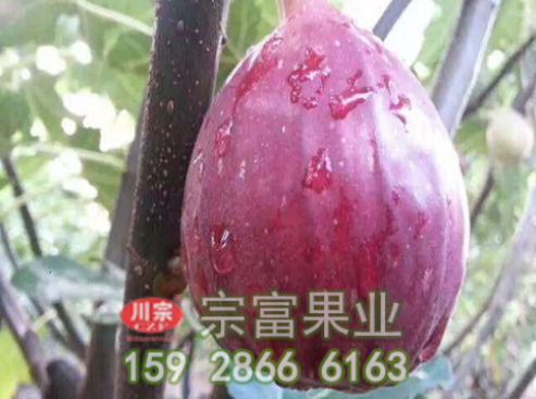 无花果苗的整形修剪