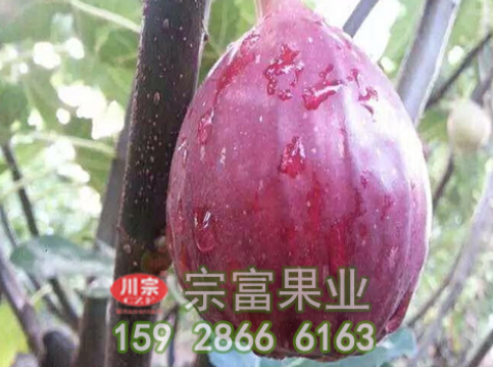 无花果树苗的整形修剪