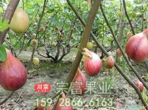 无花果苗栽种时有哪些注意事项呢