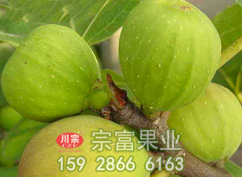 无花果苗果酱的加工工艺流程