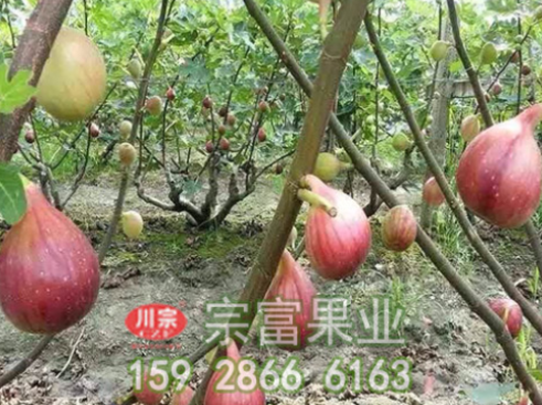 种植无花果的扦插管理技巧