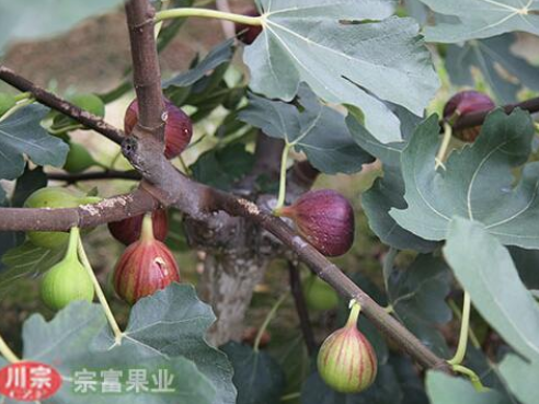 无花果苗如何挑选？怎么种植？