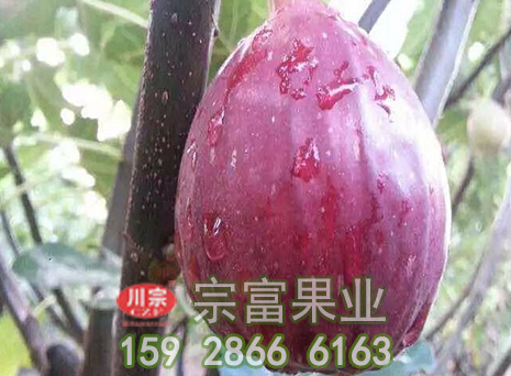 无花果苗成活率需要找对种植方法