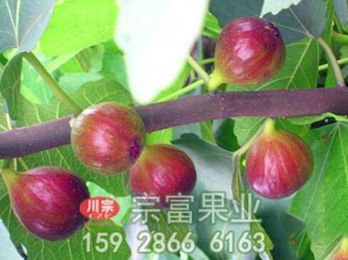 无花果种苗的栽培要点