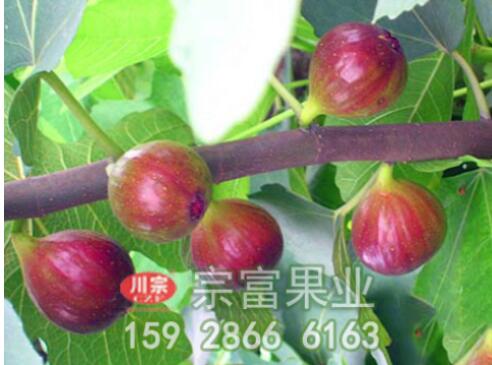 无花果苗高产栽培技术